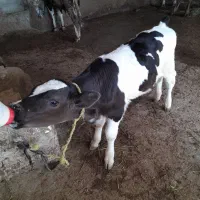 گاو