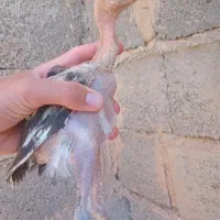 جوجه لاری