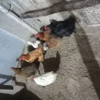 مرغ محلی|حیوانات مزرعه|مشگین شهر, |دیوار