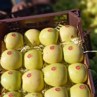 سیب درجه یک