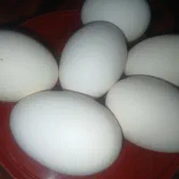 تخم مرغ تازه وارگانیک
