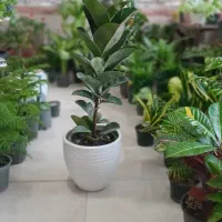 گل گیاه طبیعی|گل و گیاه طبیعی|گرمخان, |دیوار