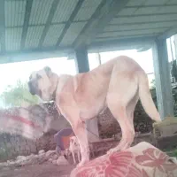 سلام حیون سرابی جهت معاوضه