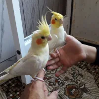 عروس هلندی|پرنده|بیرجند, |دیوار