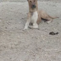 سگ افغان|سگ|زرند, |دیوار