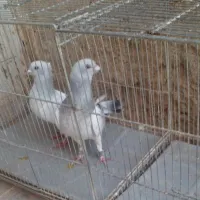 کفتر اسطوره|پرنده|کرمان, |دیوار
