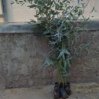 اکالیپتوس چوب سفید یک ساله 10هزار تومان حراج