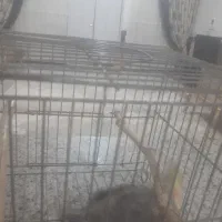 یک عروس هلندی نر بالغ|پرنده|کبودرآهنگ, |دیوار