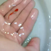 گوپی کوی پلاتینیوم خاص فروش ویژه|ماهی|مشهد, توس (بلوار توس)|دیوار