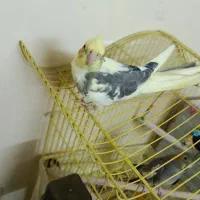 یک عدد عروس ابلغ نر سخنگو آماده جفت گیری