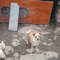 پاکوتاه ماده         * فوری *