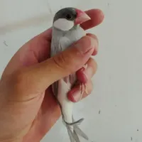 فنچ نرگسی شکلاتی سهره قناری عروس هلندی