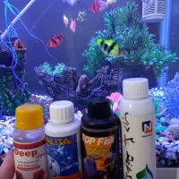 اکواریوم شرکتی با ماهی ها|ماهی|رشت, جماران|دیوار