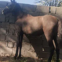فروش اسب|اسب و تجهیزات اسب‌سواری|نرماشیر, |دیوار