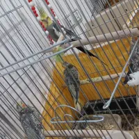 عروس هلندی|پرنده|سمیرم, |دیوار