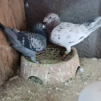 جفت سار وپولکی المانی