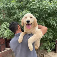 توله گلدن رتریور ۵ ماه