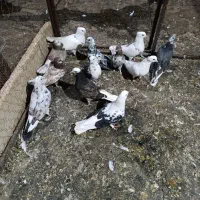 کفتر  حراج  توضیحات خواند شود