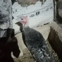 بوقلمون ماده دوتا