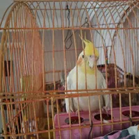 یک جفت عروس هلندی نر وماده