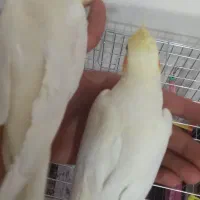 عروس هلندی|پرنده|کهریزک, |دیوار