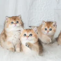 گربه های اشرافی iran cats|گربه|رشت, بازار|دیوار