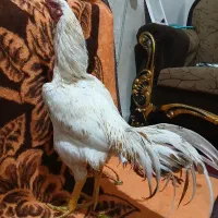 خروس لاری