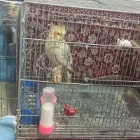 دو جفت عروس هلندی مولد بازیگوش و جذاب|پرنده|اصفهان, محله سفلی|دیوار