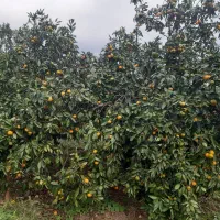 فروش نارنگی انشو محلی کیلویی ۵۰۰۰۰