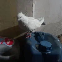 ۱۰ تا کفتر|پرنده|بروجرد, |دیوار