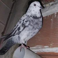 کبوتر غریب (توضیحات رو بخونین)