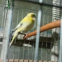 جوجه قناری نر.