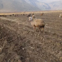 قوچ مغان ۲ رگ چینی