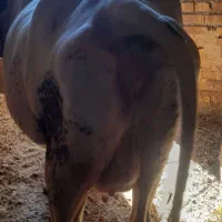 گاو شیری سالم وسرحال|حیوانات مزرعه|خواجه, |دیوار