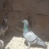 کفتر بوم پرشی