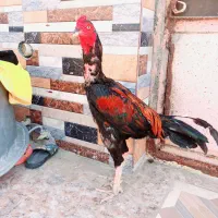 خروس تک چشم