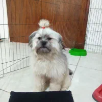 واکذاری سگ خانوم واقا پسر|سگ|پردیس, فاز ۱۱|دیوار