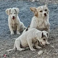 ماده پاپی نگهبان با توله هاش