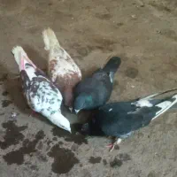 4عدد کفتر