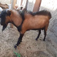 بزسانن و آلپاین|حیوانات مزرعه|تربت‌حیدریه, بازار|دیوار