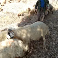 فروش قوچ نر