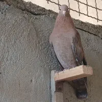 کبوتر|پرنده|برازجان, |دیوار