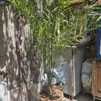 درختچه نخل خرما