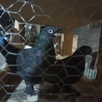 پلاکی دورگ خوشرنگ شیرازی طوقی|پرنده|ابریشم, |دیوار