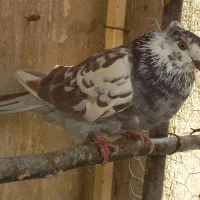 قلمکار|پرنده|اصفهان, ارزنان|دیوار