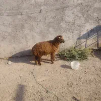 بره نر