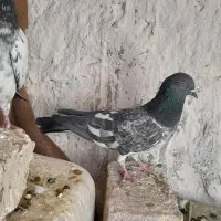 پاکستانی|پرنده|کرباسک, |دیوار