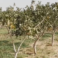 باغ پسته ۲۰ ساله، یک هکتار،فروش فوری(زیرقیمت )|فروش دفتر صنعتی، کشاورزی، تجاری|قنوات, |دیوار