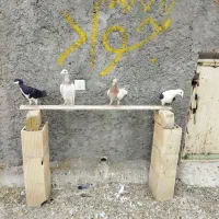 خوشرنگ سیاه موقلف پرنده|پرنده|قزوین, |دیوار