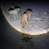 واگذاری ماده لاس پژدر